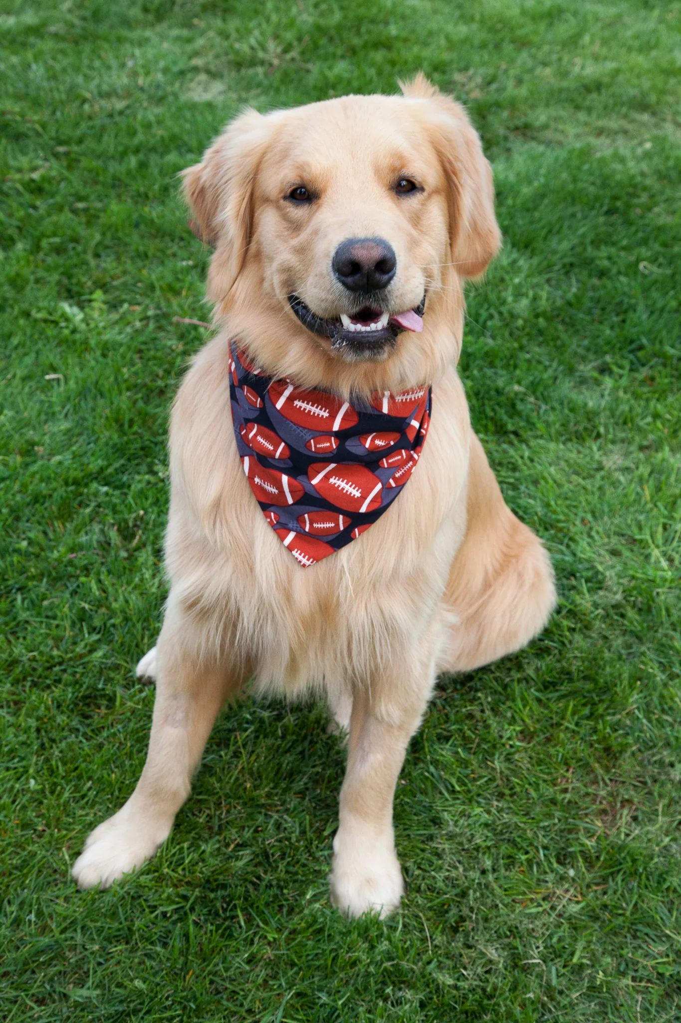 Touchdown! Pet Bandana - Image 2